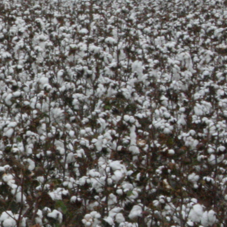 Georgia Cotton Commission approves 2019 research funding